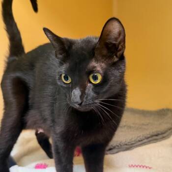 Bette -  Domestic Short Hair Cat for Adoption in East Hanover, New Jersey - Bette | PetCurious