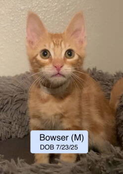 Rescue Tabby Cats for Adoption in Vacaville, California - Bowser | PetCurious