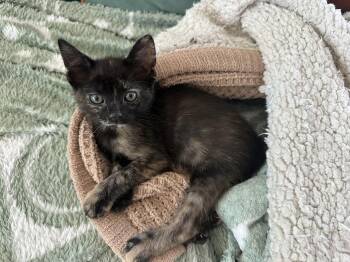 Tortoiseshell Cats Available for Adoption - Pepper | PetCurious