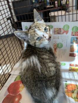 Domestic Short Hair Cats Available for Adoption in Ruskin, Florida - Flurry | PetCurious