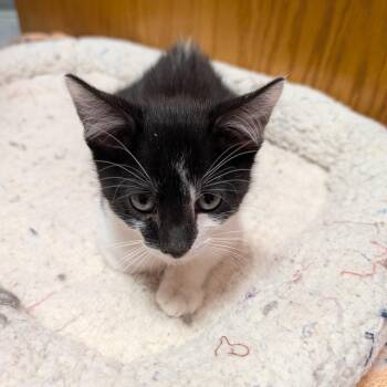 Stinger -  Domestic Short Hair Cat for Adoption in Lenexa, Kansas - Stinger | PetCurious