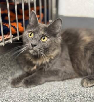 Rescue Domestic Short Hair and Tortoiseshell Cats for Adoption in Orland Hills, Illinois - Baby Lovie | PetCurious