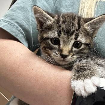 Domestic Short Hair Cats Available for Adoption in Hattiesburg, Mississippi - Big Bertha | PetCurious