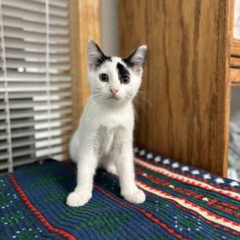 Rescue Domestic Short Hair Cats for Adoption in Fargo, North Dakota - October | PetCurious