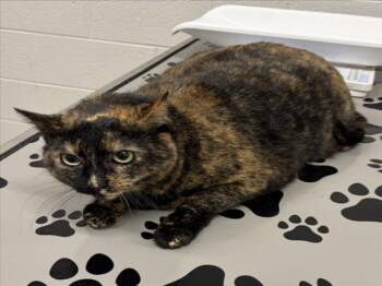 Domestic Short Hair Cats Available for Adoption - BLAIR | PetCurious