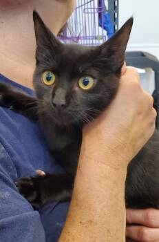 Domestic Short Hair Cats Available for Adoption - Flow | PetCurious