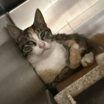 Cirrus -  Domestic Short Hair Cat for Adoption in Philadelphia, Pennsylvania - Cirrus | PetCurious