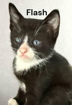 Flash -  Domestic Short Hair Cat for Adoption in Weems, Virginia - Flash | PetCurious
