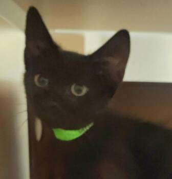 Grackle -  Domestic Short Hair Cat for Adoption in Oakland, California - Grackle | PetCurious