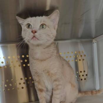 Rescue Domestic Short Hair Cats for Adoption in Park Falls, Wisconsin - Anita | PetCurious