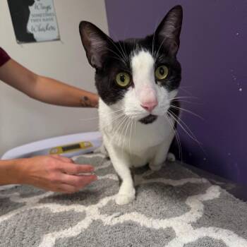 JAX -  Domestic Short Hair Cat for Adoption in Englewood, Florida - JAX | PetCurious