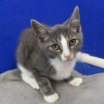 Maui -  Domestic Short Hair Cat for Adoption in Dunkirk, New York - Maui | PetCurious
