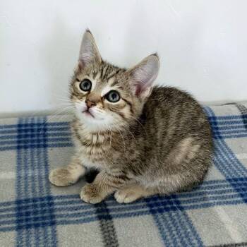 Lexus -  Domestic Short Hair Cat for Adoption in Green Bay, Wisconsin - Lexus | PetCurious
