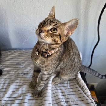 Rescue Domestic Short Hair Cats for Adoption in Yucca Valley, California - Gadget | PetCurious