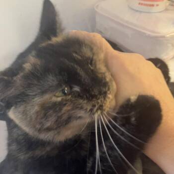 Rescue Domestic Short Hair Cats for Adoption in Detroit, Michigan - Macie-Maple | PetCurious