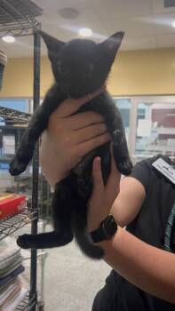 Rescue Domestic Short Hair Cats for Adoption in Charleston, South Carolina - Lydia | PetCurious