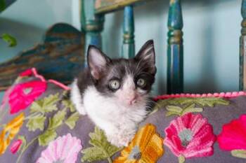 Agamemnon -  Domestic Short Hair Cat for Adoption in San Antonio, Texas - Agamemnon | PetCurious