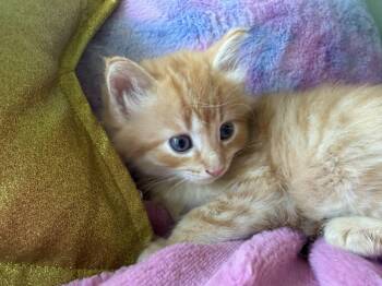 Lola -  Maine Coon Cat for Adoption in Cincinnati, Ohio - Lola | PetCurious
