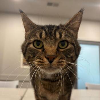 Spacebar -  Domestic Short Hair Cat Available for Adoption in Louisville, Kentucky - Spacebar | PetCurious