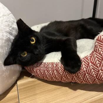 Alex -  Domestic Short Hair Cat for Adoption in Maitland, Florida - Alex | PetCurious
