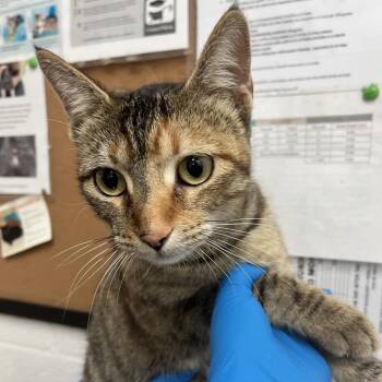 Domestic Short Hair Cats Available for Adoption in Edinburg, Texas - Rainbow Dash | PetCurious
