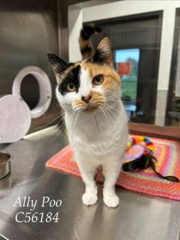 Ally Poo -  Domestic Short Hair Cat for Adoption in Clarksville, Tennessee - Ally Poo | PetCurious