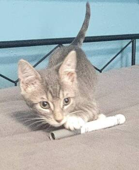 Rescue Domestic Short Hair Cats for Adoption in Laplace, Louisiana - Yoshi | PetCurious