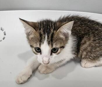 Hex -  Domestic Short Hair Cat for Adoption in Cleveland, Tennessee - Hex | PetCurious