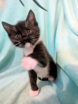 Gus Gus -  Domestic Short Hair Cat for Adoption in Chalfont, Pennsylvania - Gus Gus | PetCurious
