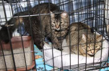 Rescue Tabby Cats for Adoption in Marietta, Ohio - Daisy Mae & Angel (Spayed/Neutered) (Bonded Pair) | PetCurious