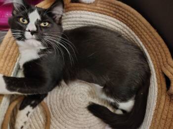 Luna -  Tuxedo and Domestic Short Hair Cat for Adoption in Montour Falls, New York - Luna | PetCurious