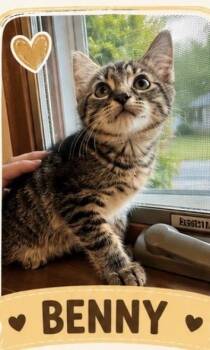 Benny -  Domestic Short Hair Cat for Adoption in Crown Point, Indiana - Benny | PetCurious