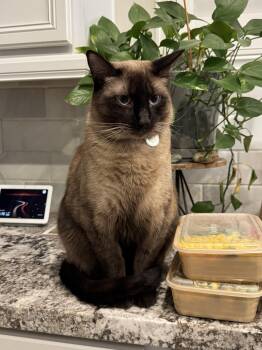 Clover -  Siamese Cat for Adoption in Mesa, Arizona - Clover | PetCurious