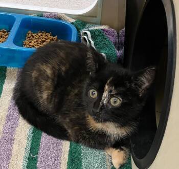 Belfast -  Domestic Short Hair Cat for Adoption in Christiansburg, Virginia - Belfast | PetCurious