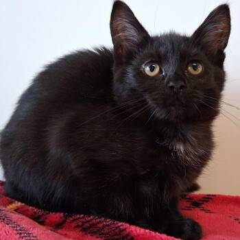 Raven -  Domestic Short Hair Cat for Adoption in Belmont, New York - Raven | PetCurious