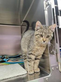 Domestic Short Hair Cats Available for Adoption - Chicken Noodle | PetCurious