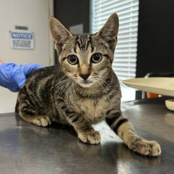 Sandler -  Domestic Short Hair Cat for Adoption in Livingston, Texas - Sandler | PetCurious