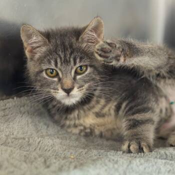 Dolly Purrton -  Domestic Short Hair Cat for Adoption in Wilmington, Delaware - Dolly Purrton | PetCurious
