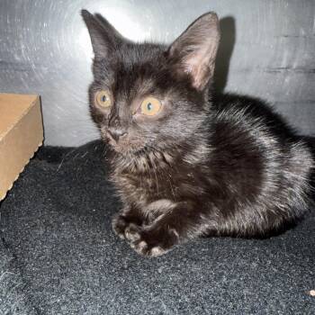 Sally -  Domestic Short Hair Cat for Adoption in Troy, Virginia - Sally | PetCurious