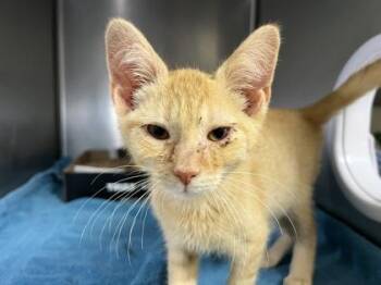Valor -  Domestic Short Hair Cat for Adoption in Elmira, New York - Valor | PetCurious