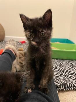 Rescue Domestic Short Hair Cats for Adoption in Pomona, New York - Emerald | PetCurious