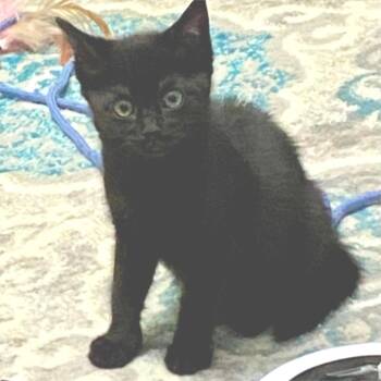 Possum -  Domestic Short Hair Cat for Adoption in Cumming, Georgia - Possum | PetCurious