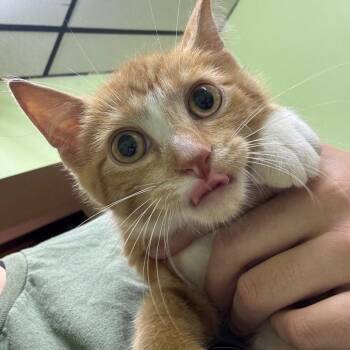 Wesley -  Extra Toes Cat Hemingway Polydactyl Cat for Adoption in Corbin, Kentucky - Wesley | PetCurious