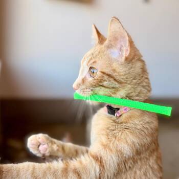 Brittany -  Domestic Short Hair Cat for Adoption in Green Bay, Wisconsin - Brittany | PetCurious