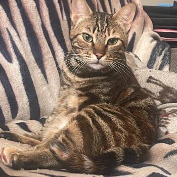 Nova -  Domestic Short Hair and Bengal Cat for Adoption in Brampton, Ontario - Nova | PetCurious