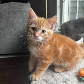 Comet -  Domestic Short Hair Cat for Adoption in Cortland, Ohio - Comet | PetCurious