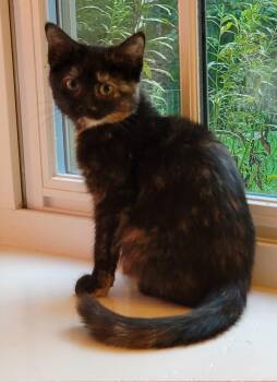 Rescue Domestic Short Hair Cats for Adoption in Concord Farr, Tennessee - Pepper | PetCurious