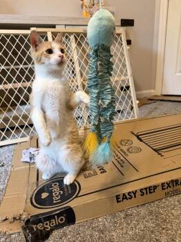 Ariel -  Domestic Short Hair Cat Available for Adoption in Kannapolis, North Carolina - Ariel | PetCurious