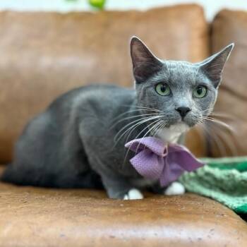 Tuxedo and Domestic Short Hair Cats Available for Adoption in Friendswood, Texas - Joanne Marie Velvet Whiskers | PetCurious