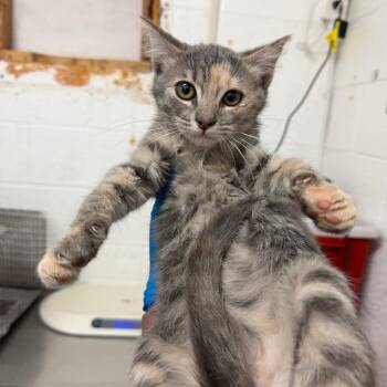 Jessie -  Domestic Short Hair Cat for Adoption in Edinburg, Texas - Jessie | PetCurious